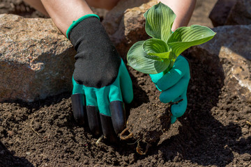 Gardeners hands planting flowers