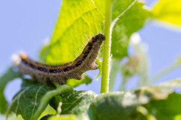 Apple trees flowers. the seed-bearing part of a plant, consisting of reproductive organs stamens and carpels that are typically surrounded by a brightly colored corolla petals