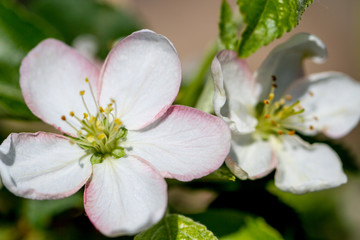 Fototapeta na wymiar Close up apple blossom white flowers and blue sky spring background