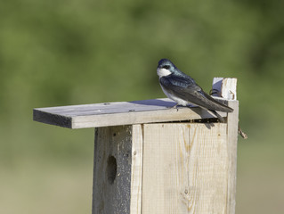 Tree Swallow