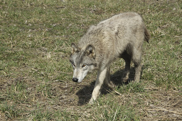 Wolf on the Prowl