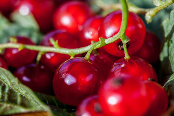 Red currant berries on leaves