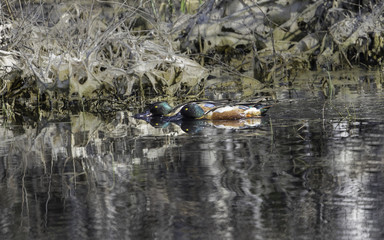 Male Northern Shovelers