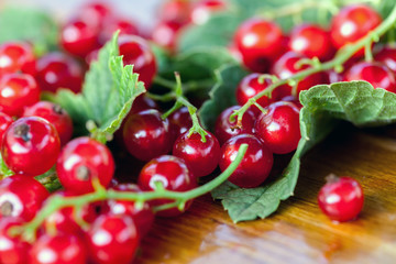 Red currant berries on leaves