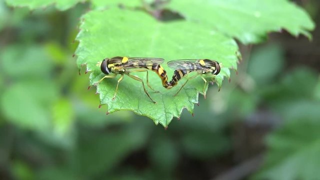 Accouplement syrphe.