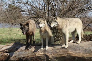 Wolf Pack on Log