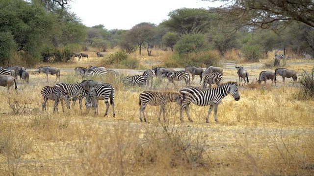 Zebras eating grass in Savanna, Tanzania, Africa, 4K footage. zebras running across screen. Zebras African safari. Africa, Kenya, Tanzania, Safari. Serengeti,  Zebras running in a field. Big Migration