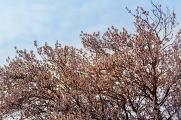 Blooming almond tree