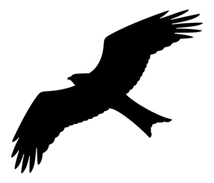 Bird Of Prey Silhouette On White Background, Vector Illustration