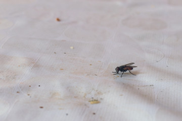 Close up of fly on a dirty table