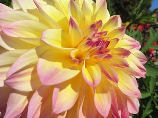 Beautiful Dahlia flowers blooming in a garden