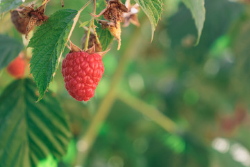 Isolated fresh raspberries on her plant