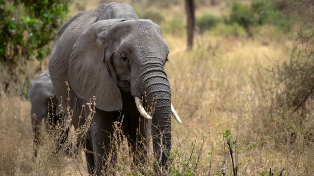 Elephants, baby elephants, Tanzania, Africa, 4K footage. Elephant cuf eating grass in savana.. dusty fields of African savanna of Tarangire national park in Tanzania,  An elephant walks with its baby