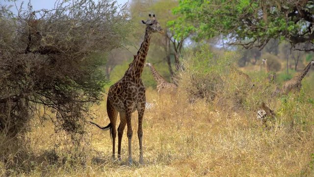 Giraffe in Savanna, 4K stady footage. A WILD Masai Giraffe (Giraffa camelopardalis tippelskirchi) feeds on Acacia Tree in the Serengeti, Tanzania, Africa. This is the largest subspecies of giraffe 