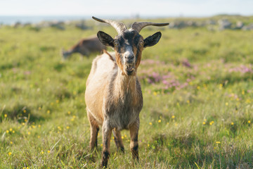 An outraged aggressive goat issues a warning cry