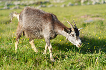 Grey goat at the pasture at the sunny summer day