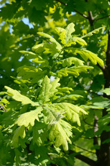 Young leaves of perennial oak