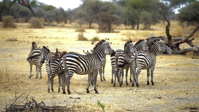 Zebras eating grass in Savanna, Tanzania, Africa, 4K footage. zebras running across screen. Zebras African safari. Africa, Kenya, Tanzania, Safari. Serengeti,  Zebras running in a field. Big Migration