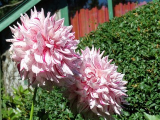 Beautiful Dahlia flowers blooming in a garden