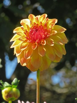 Beautiful Dahlia flowers blooming in a garden