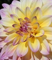 Fototapeta premium Beautiful Dahlia flowers blooming in a garden