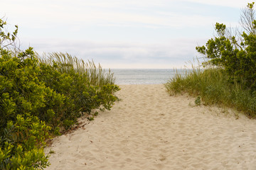 Sandy dunes of the coast of Northern Portugal. Green grass grows through the sand