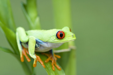 Red-eyed Tree frog (Agalychnis callidryas) in Rainforest