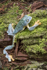 Amazon Leaf Frog / Fringe Tree Frog (Cruziohyla craspedopus) in Rainforest
