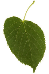 Leaf of linden, isolated on white background