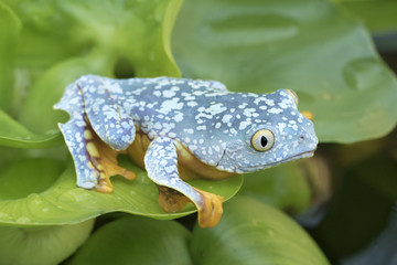 Amazon Leaf Frog / Fringe Tree Frog (Cruziohyla craspedopus) in Rainforest