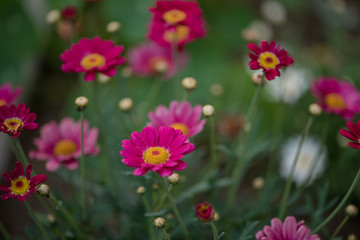 Osteospermum african daisy hot pink