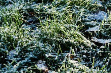 frozen grass