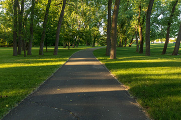 Asphalt road in green forest