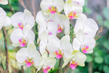 Beautiful Orchid Blooming with Soft Focus and Blur Background