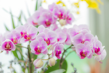 Beautiful Orchid Blooming with Soft Focus and Blur Background