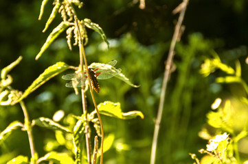 the dragonfly sits on a stick in the forest, in bright sunlight