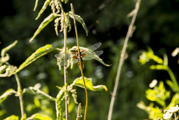 the dragonfly sits on a stick in the forest, in bright sunlight