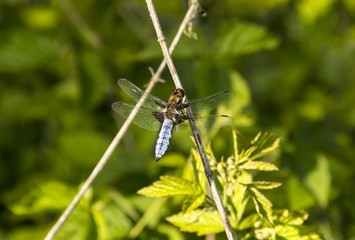 the dragonfly sits on a stick in the forest, in bright sunlight