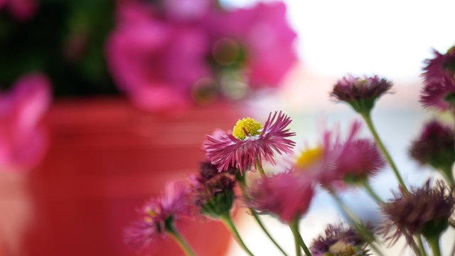 Pink og yellow flowers