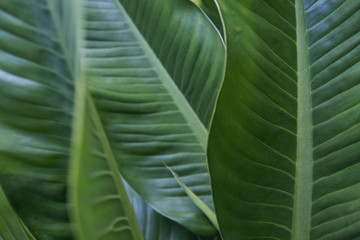 Big green tropical leaf texture horizontal, natural