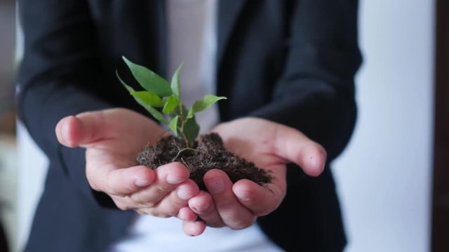 businessman holding small tree, sprout