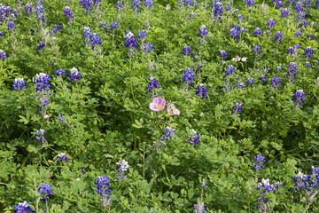 primrose and bluebonnets in a field