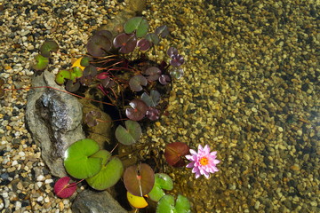 Beautiful pink water lily bloom detail, plants used at natural swimming pool for filtering water without chemicals, top view flat lay composition, relaxation and meditation concept