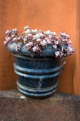 succulent plant echevier