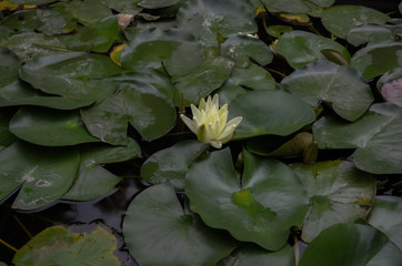 Flor de loto