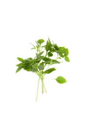 Sprig of green Basil isolated on white. Copy space text