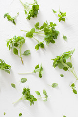 Obraz premium Sprigs of green Basil on a white concrete background.