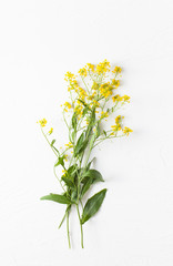 Naklejka na ściany i meble Twigs of winter cress with flowers on white concrete background