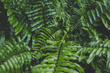 Fototapeta na wymiar Tropical Fern Bushes