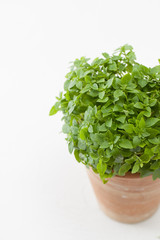 Fototapeta premium Green Basil Bush in a pot on white. Place for text.
